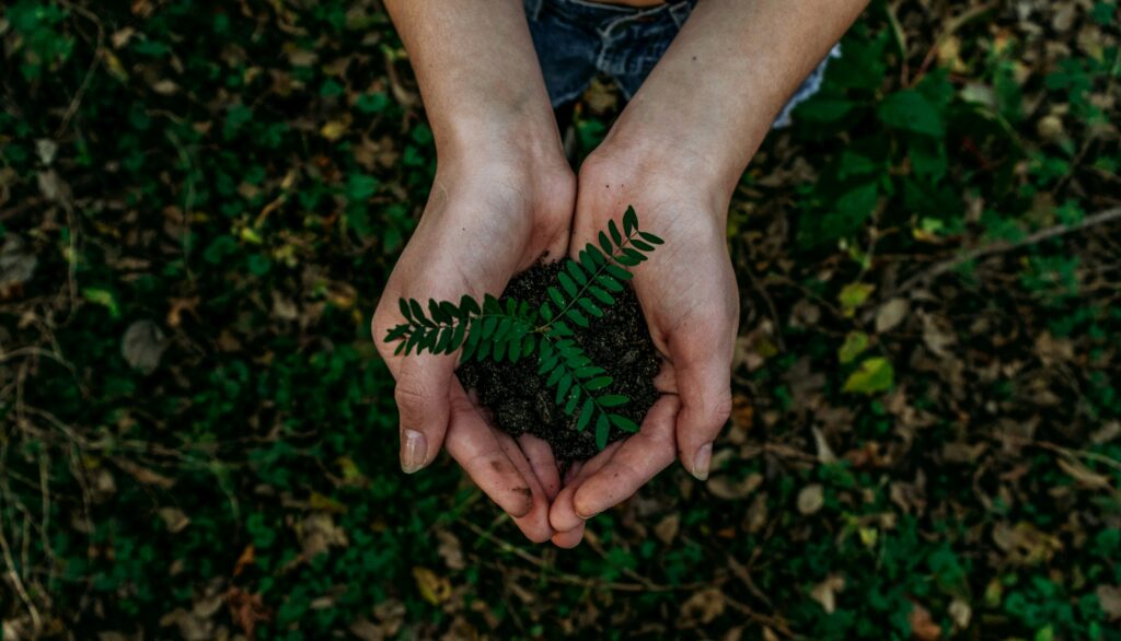 Mains tenant une jeune pousse symbolisant la protection de l’environnement et le développement durable.